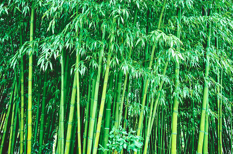 竹林植物，有叶、干