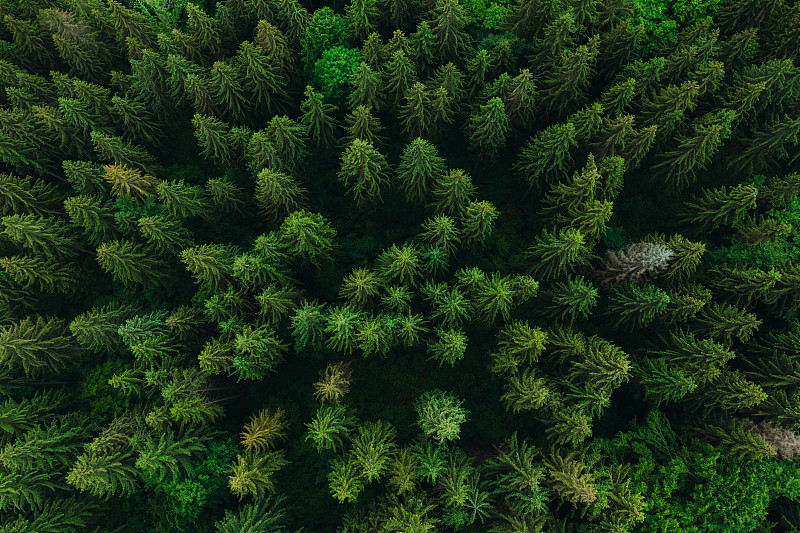 风景鸟瞰图的山地松林