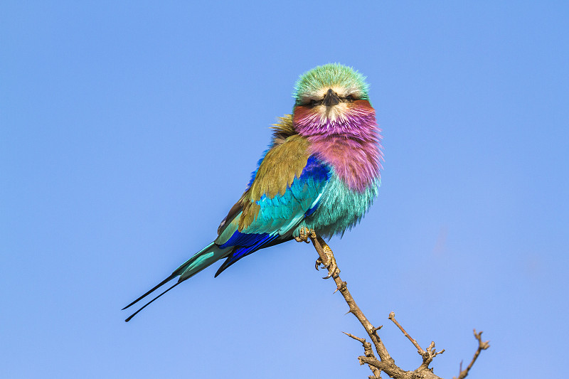 南非克鲁格国家公园里的丁香胸滚轴