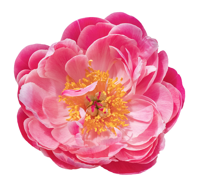 美丽的红色牡丹在白色的背景