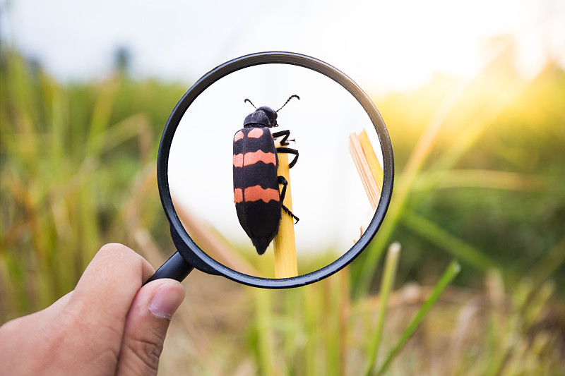 放大镜放大昆虫