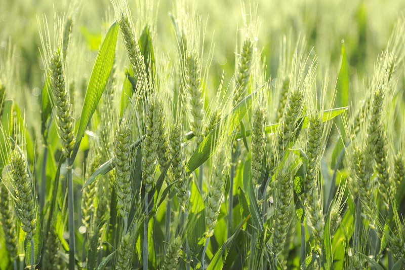 绿色的麦田里发芽的小麦