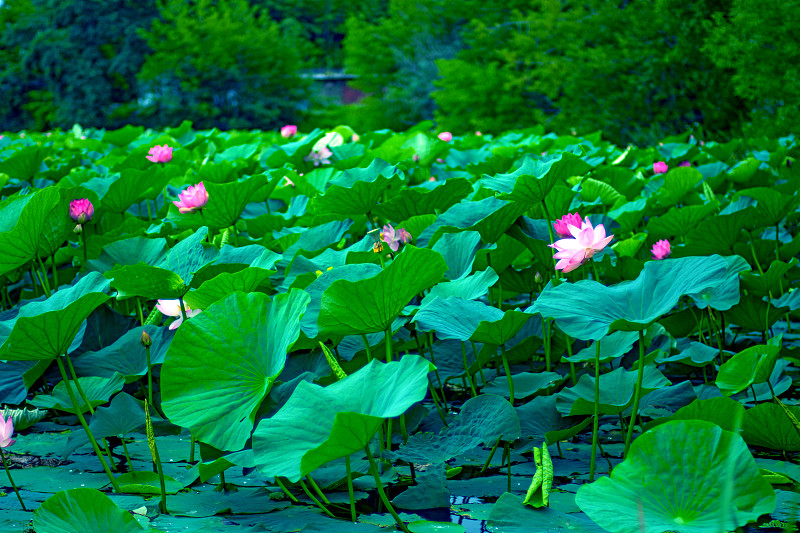 荷花湖，最大的湖，完全用荷花装饰。