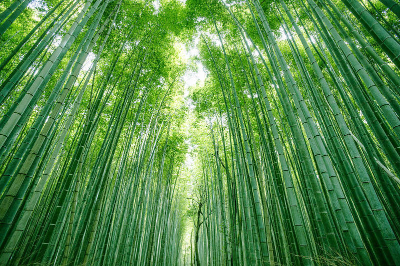 京都的日本竹林