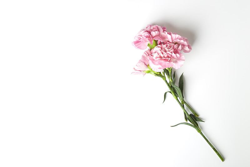 粉色康乃馨是母亲节的鲜花