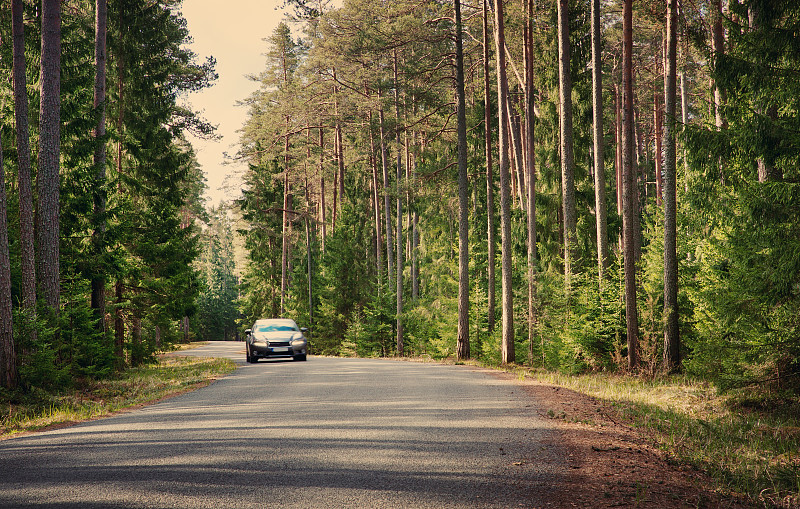 森林里的柏油路