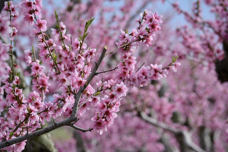 春天的桃花