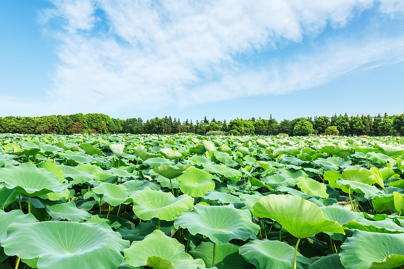 湖中荷叶翠绿，森林自然景观