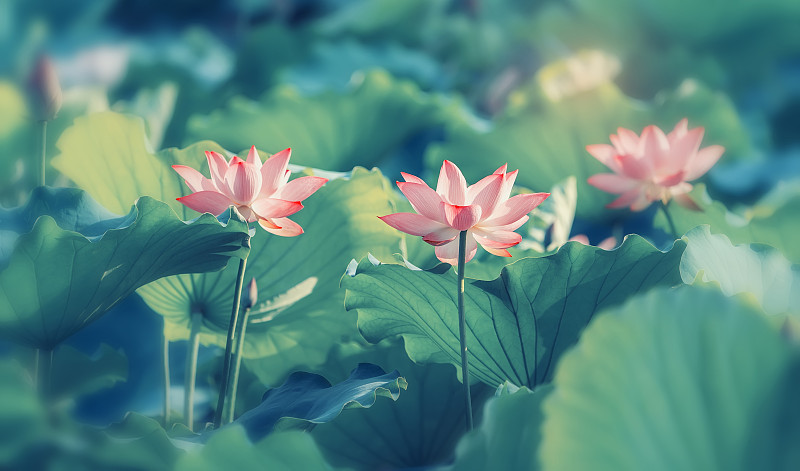 绿叶中有粉红色的荷花