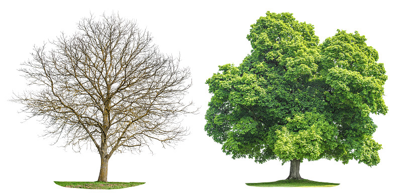 树集春孤夏剪影