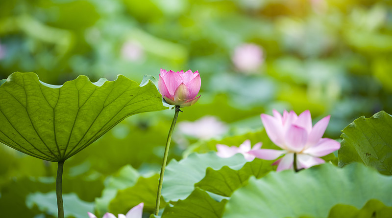 绿叶中有粉红色的荷花