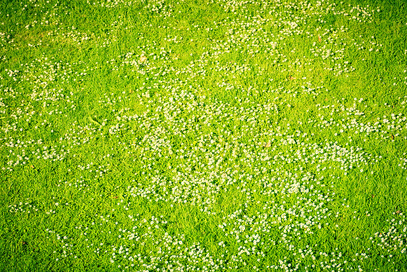 春天绿色草坪上的白色雏菊