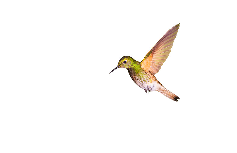 蜂鸟，黄尾冠鸟