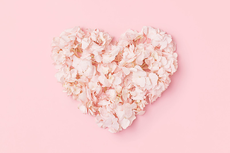 心从温柔的绣球花瓣粉红色的背景