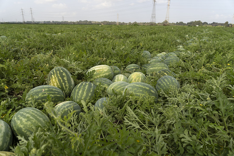 收获季节的西瓜田