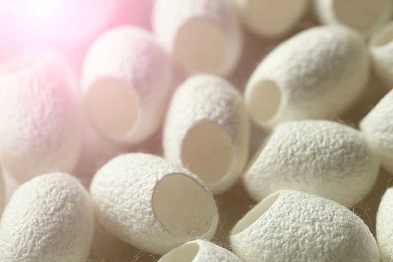 摄于中国。空白开蚕茧