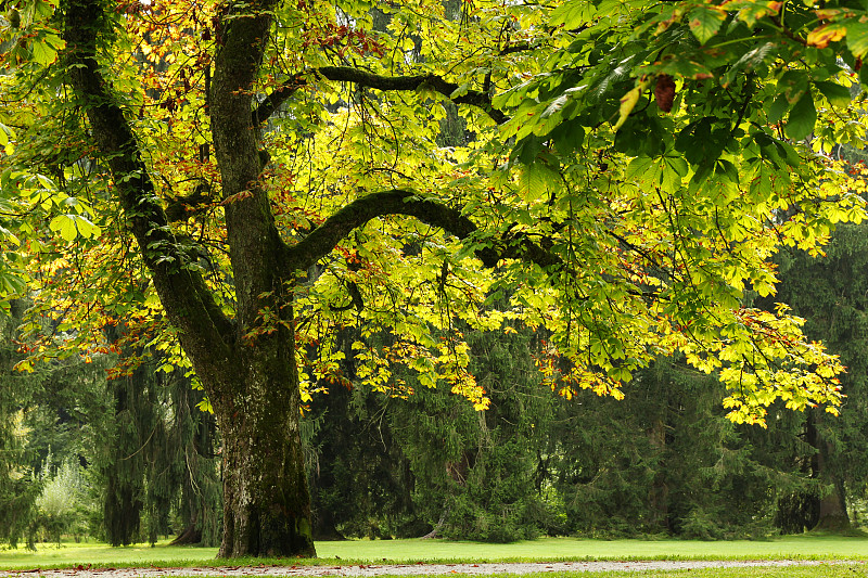 在阳光明媚的日子里，公园和大树的景色。