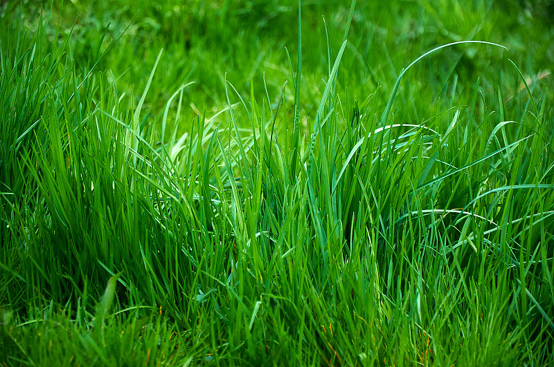 高大明亮郁郁葱葱的绿草。草质地