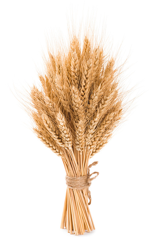 孤立在白色背景上的浓密的小麦束