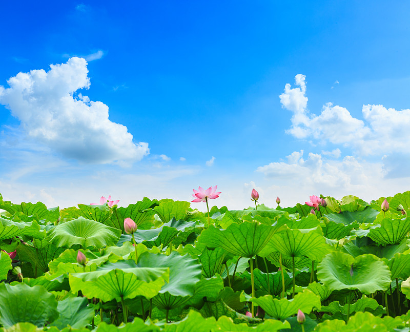 荷花盛开的池塘自然景观
