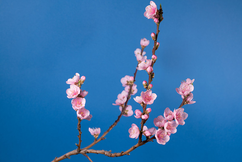 桃树开花的树枝