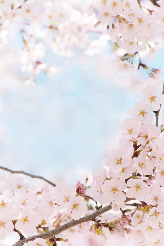 樱花与晴朗的天空