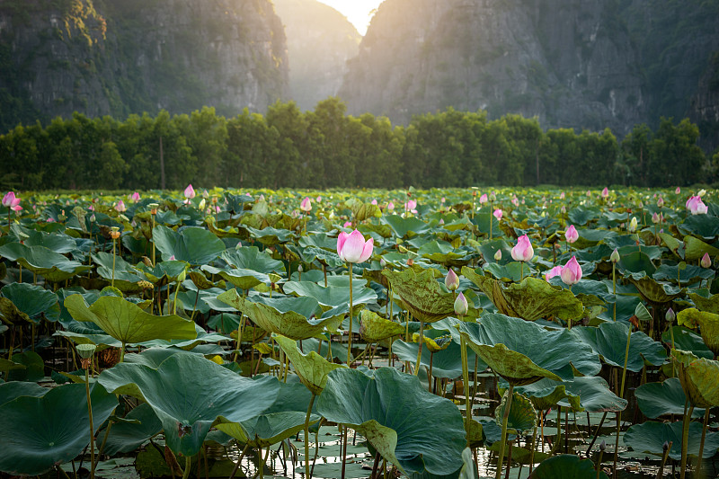 在越南，太阳下山在美丽的莲花田。