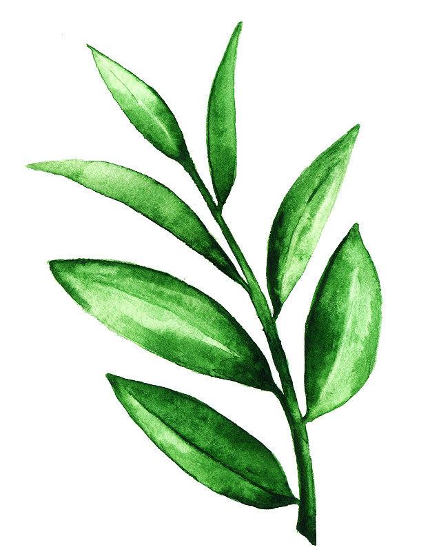 水彩绿茶叶