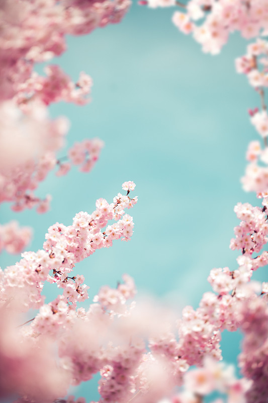 色彩柔和的樱花