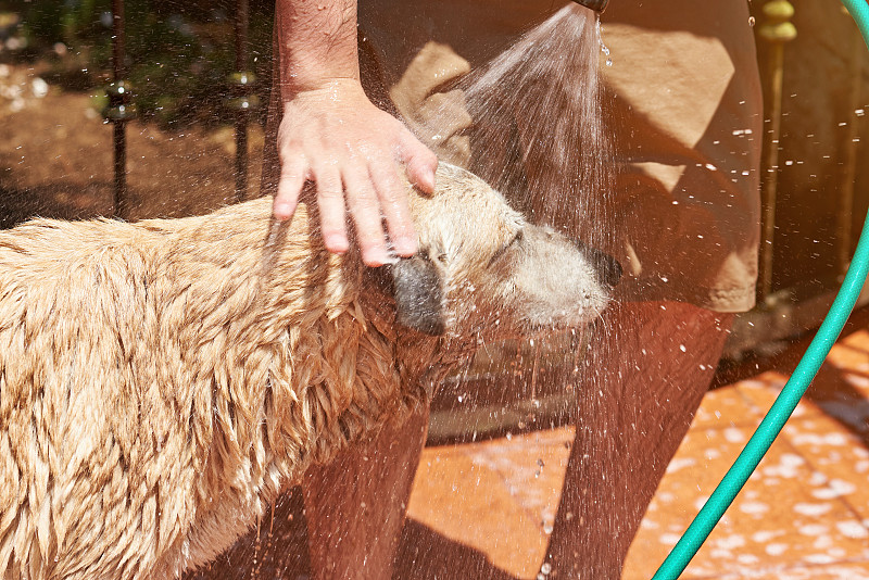 喷射棕色湿狗头