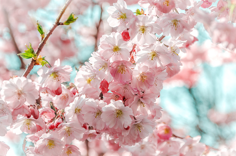 带着娇嫩花朵的树枝