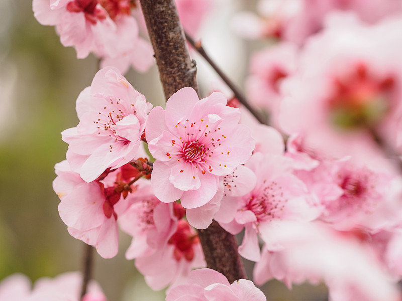 春花系列:公园里美丽的红梅，前景和背景模糊。