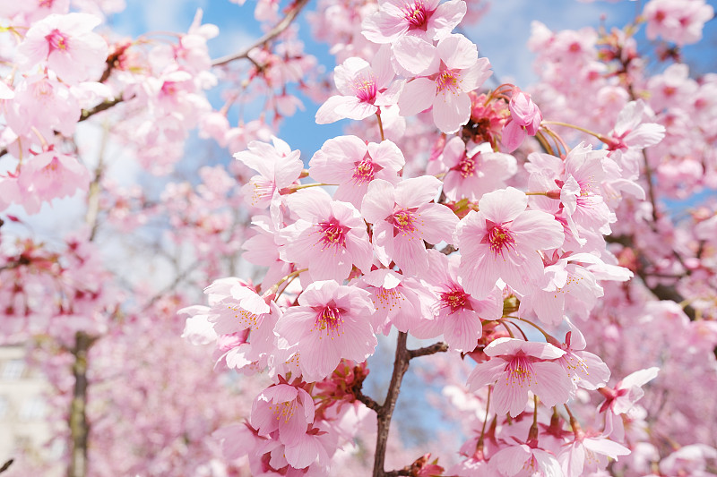樱花在蓝天上绽放