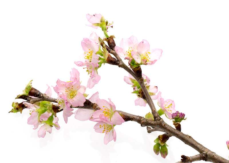 白色背景下的桃花