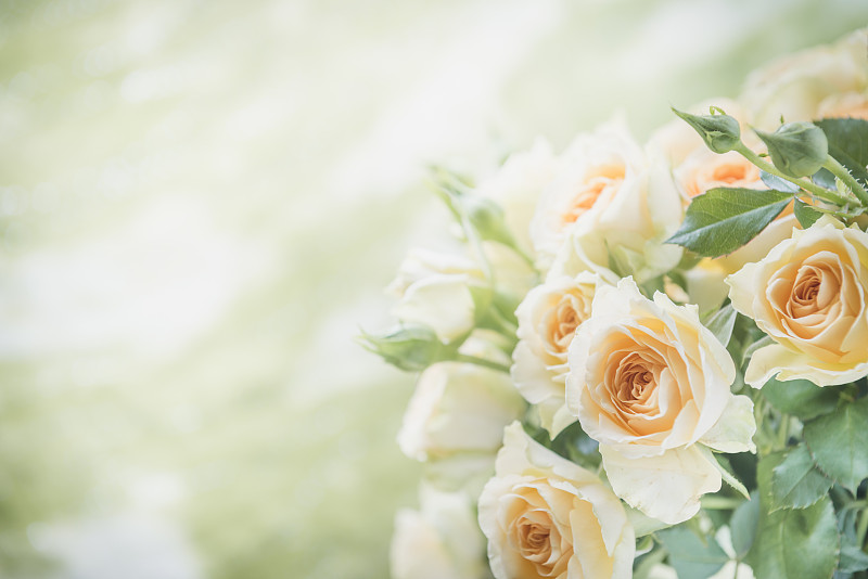 玫瑰花束色调的形象