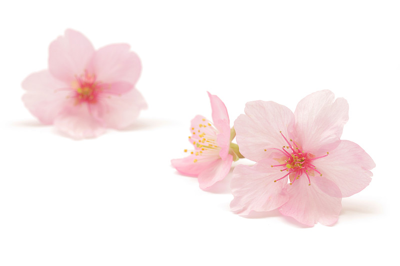 孤立在白色背景上的日本粉红色樱花