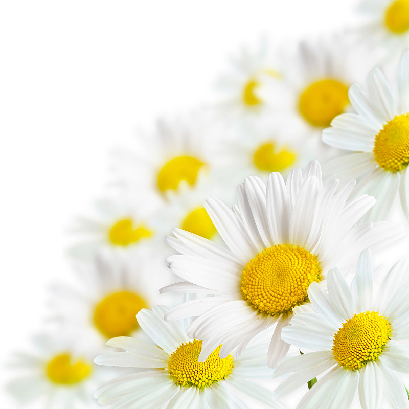 白色背景上的洋甘菊花