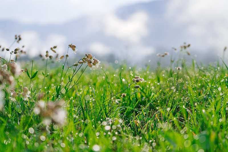 新鲜的绿草与露珠在早晨阿尔卑斯山草地。