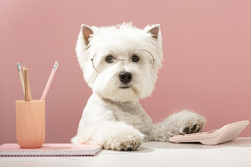 西部高地白梗犬，在电脑前工作