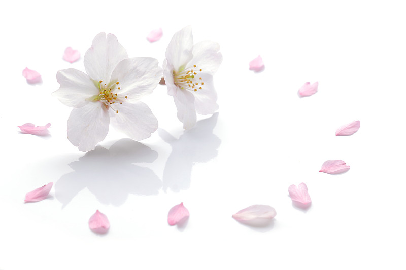 日本樱花和花瓣