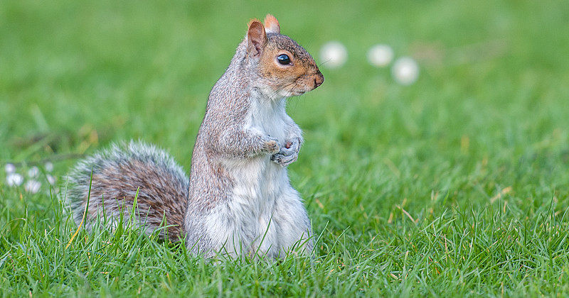 在英国巴斯，松鼠站在瞭望台上