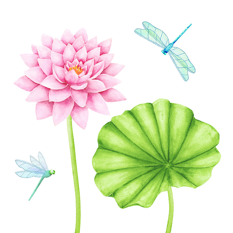 美丽的粉红色荷花和可爱的蜻蜓。水彩插图。