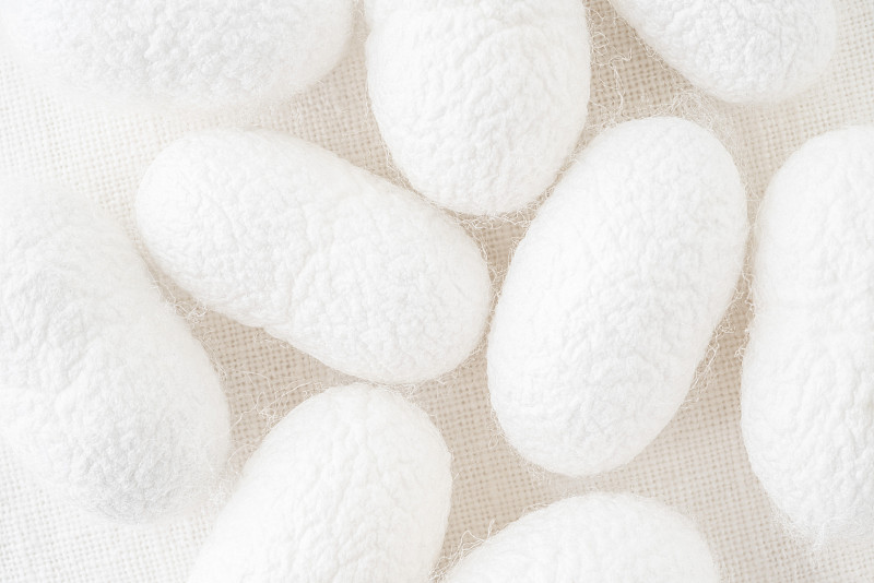 背景与蚕茧，商业养殖的蚕蛾毛虫