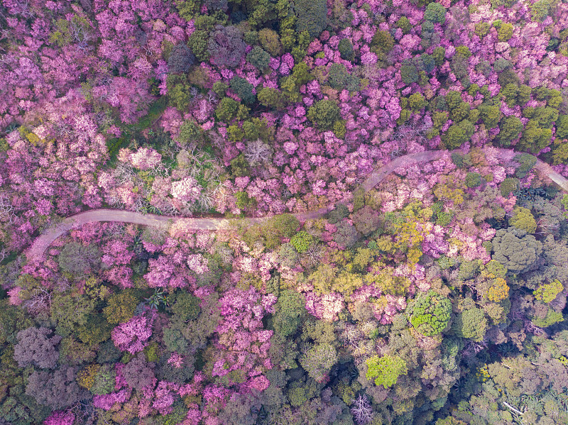 鸟瞰风景的粉红色的樱花樱花树与蜿蜒的道路无人机。粉红色的花盛开在山上的景色。