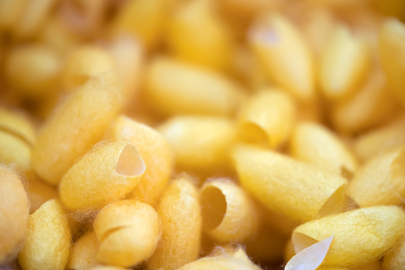 蚕丝天然成茧或蚕丝，柔焦