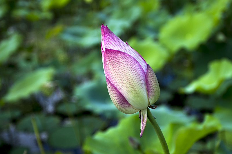 荷花池塘的特写荷花。