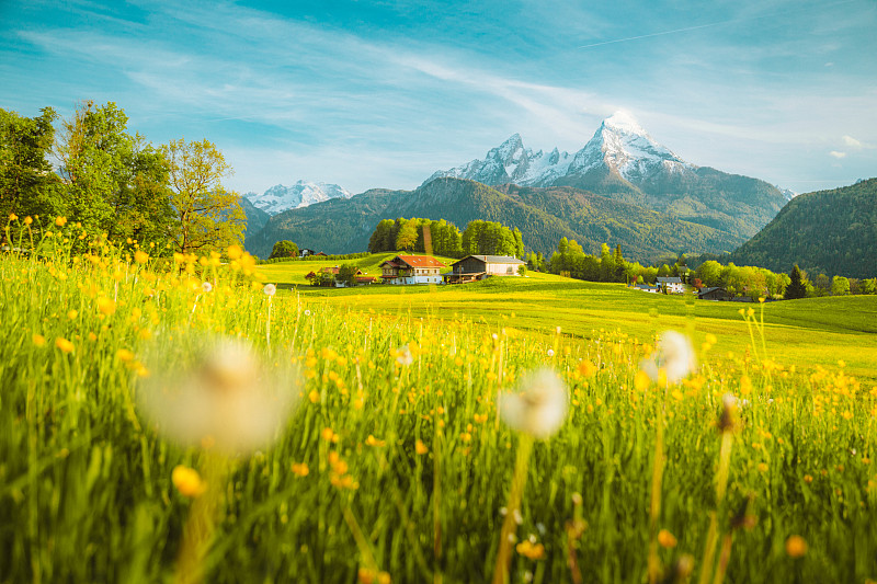阿尔卑斯山的田园风光，春天盛开的草地