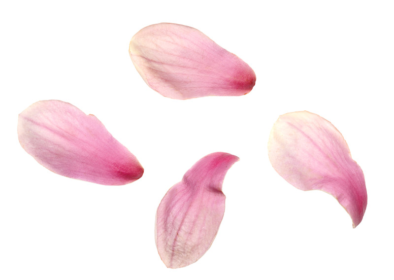 花瓣:粉红色的木兰盛开