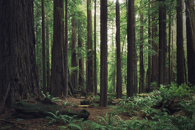 红杉森林