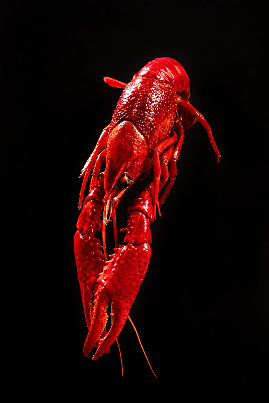 红色水煮小龙虾或黑色背景的小龙虾